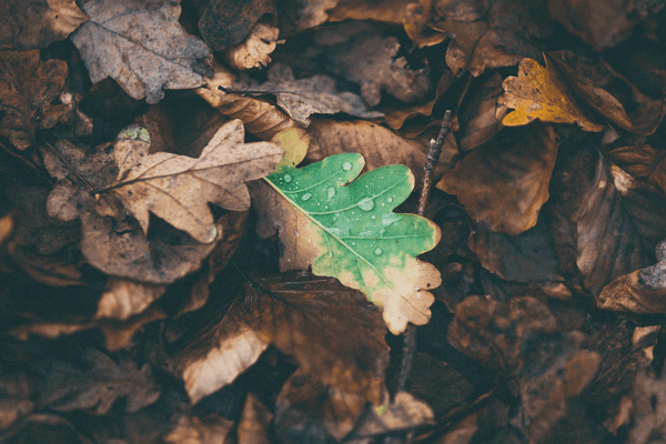feuilles au sol 