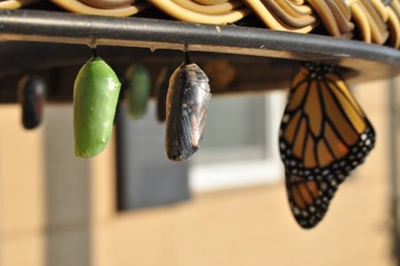 transformation d'un papillon