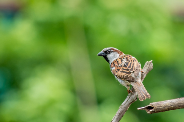 Qu'est-ce que le tarif Early Bird en ecommerce ?